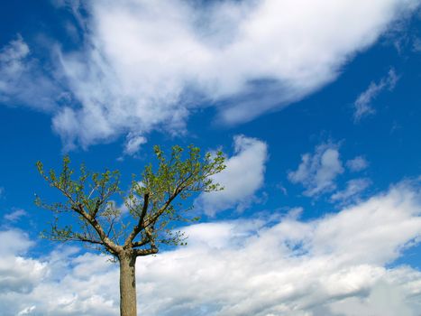 Lonely tree under blue sky with clouds