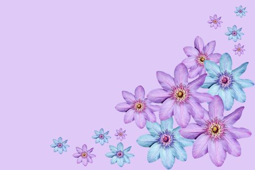 Montage of a Clematis flower heads on a lilac background 