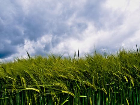 Green wheat field at spring under stormy clouds