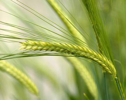 Green wheat ears close up at spring with shallow depth of field