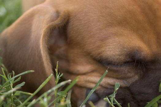 Emile, the baby boxer sleeping in the grass up close and personnal