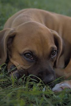 Emile, the baby boxer, waking up after a nap in the grass