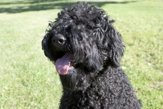 Head shot of a black dog