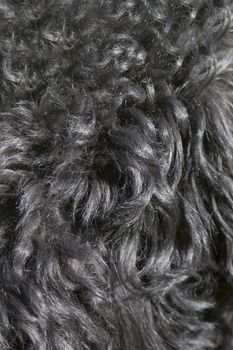 Close up of a black dog hair