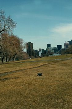 little dog running in park during spring with downtown montreal in the background