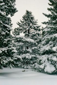 Pine tree fill with snow