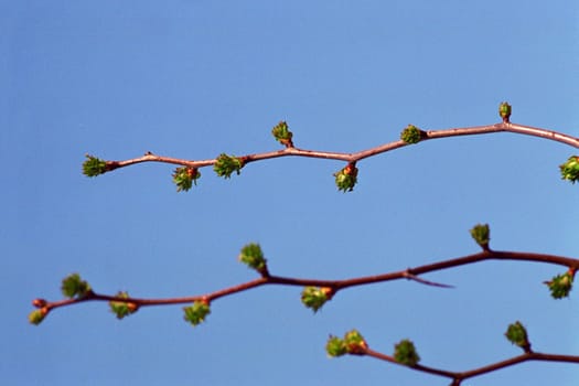 tree branch with sprout reflected by another branch