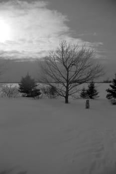 black and white winter scene with trees and a dog