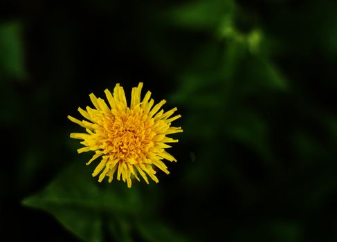 Close up picture of one dandelion with nice green background