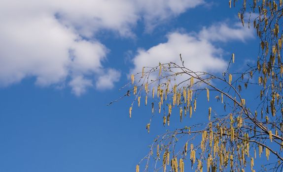 birch branch with catkins on background cloudy sky
