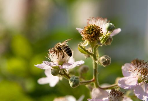 bee on the yellow flower