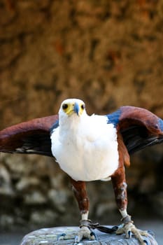 eagle portrait