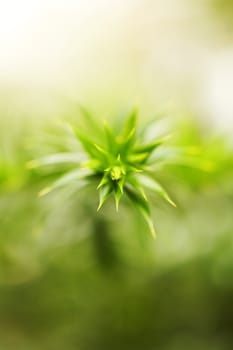 Abstract nature macro background from flower leaf