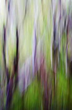 abstract forest pan