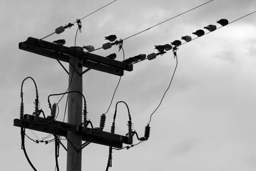 Flock of pidgeon braving the weather on eletrical pole