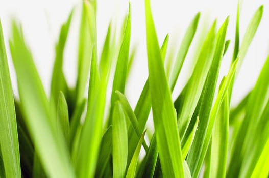 Barley seedling on white background