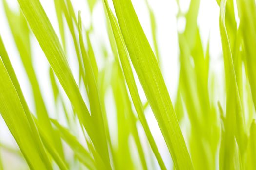 Abstract view of barley shoot over a white background