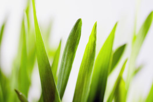 Barley seedling on white background