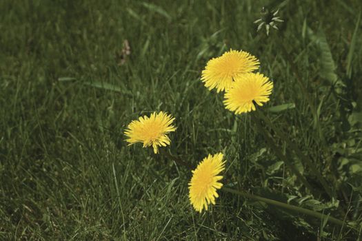 three open dandelion flower and one close on grass backgroung