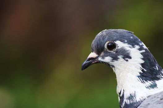 Madeira's pigeon