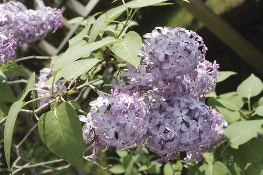 Close-up of a lilac branch