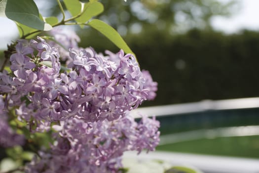 Lilac branch hanging over a fence