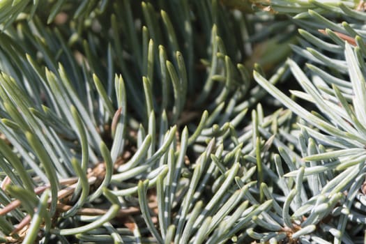 Close up of pine needles