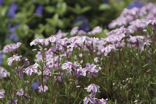 Close-up of a field of purple and white flower