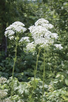 Close up of wild white flower