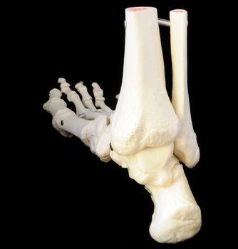 A highly detailed articulated model of a human foot, with all the bones represented, from the toes to just past the ankle.  Back view.