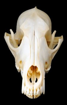 A front view of a real coyote skull on a black background, with sharp teeth and finely detailed skeletal structure.