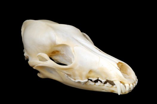 A side view of a real coyote skull on a black background, with sharp teeth and finely detailed skeletal structure.