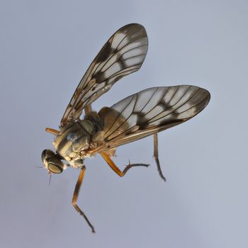 Fly close-up