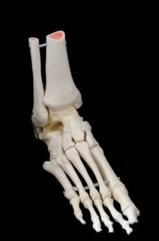 A highly detailed articulated model of a human foot, with all the bones represented, from the toes to just past the ankle.