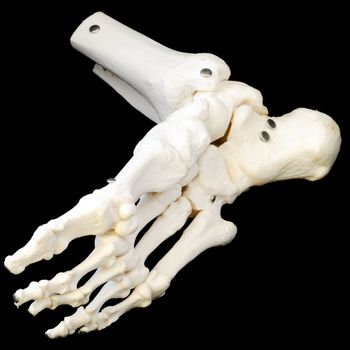 A highly detailed articulated model of a human foot, with all the bones represented, from the toes to just past the ankle.