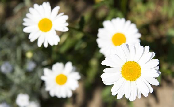 Fiour white margaritas on meadow