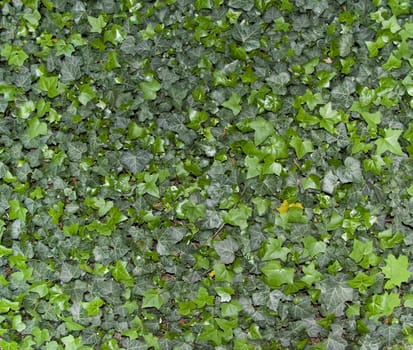 Bright green ivy leaves background