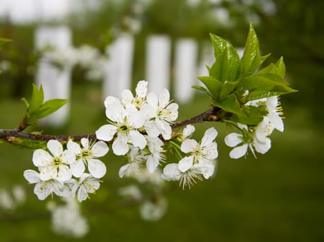 Cherry tree flowers on branch over white column and green