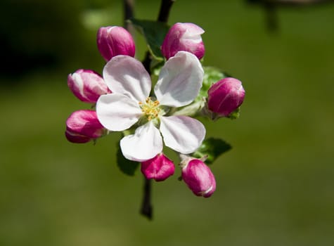Cherry tree flowers on branch over green grass
