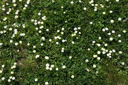 White daisy on green grass bakground