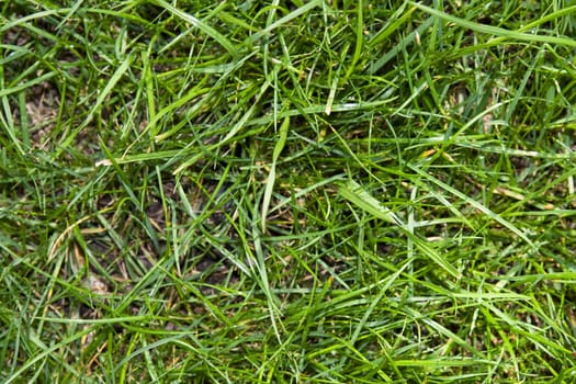 Bright green grass leafs on background