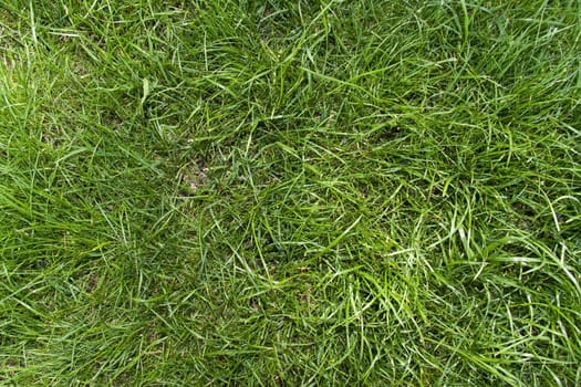 Bright green grass leafs on background