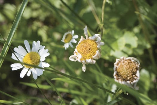 The life cycle of a daisy flower in a field of grass