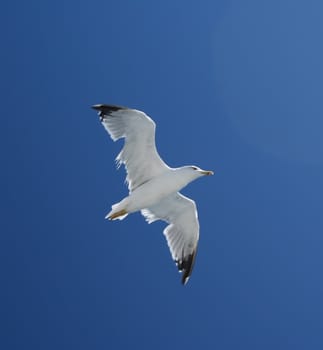 Seagul bird in fly on blue sky