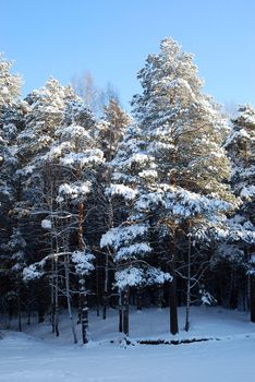 trees at sunny winter day after the heavy snowfall