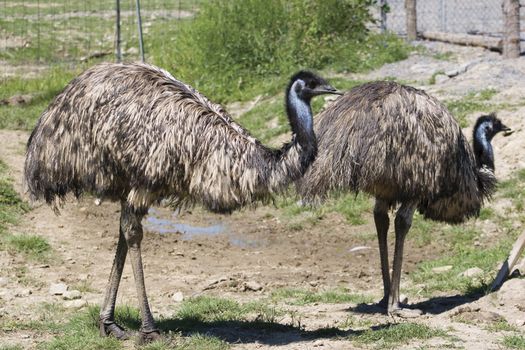couple of emu walking around in a farm
