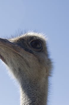 Close-up of an ostrich head against blue sky