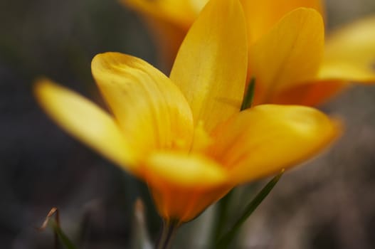 Yellow crocus close-up