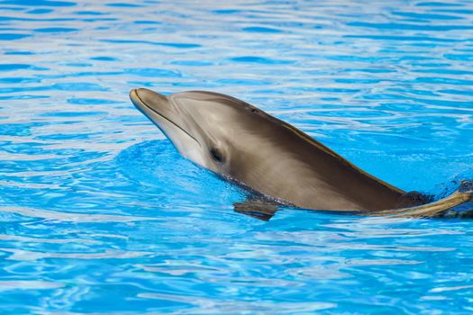 Bottle nosed dolphing swimming on tropical waters 