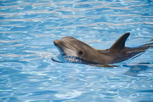 Bottle nosed dolphing swimming on tropical waters